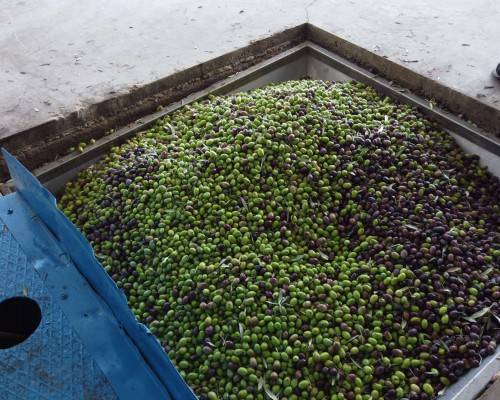 Erken hasat zamanı toplanan zeytinler...