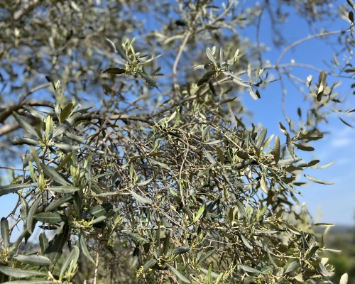 Zeytin ağacımız...